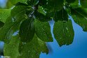 After the Rain10