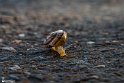 After the Rain11