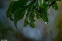 After the Rain7