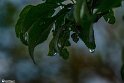 After the Rain8