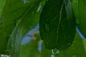 After the Rain9