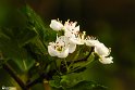 Bidokhtak_Nature17