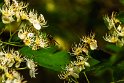 Bidokhtak_Nature21