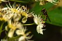 Bidokhtak_Nature23