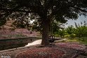 kgonik (2)