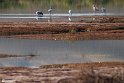Silent Wetland  16
