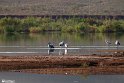 Silent Wetland  17