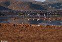 Silent Wetland  19