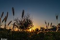 mah7