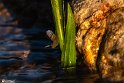Halazon-10