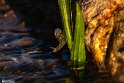 Halazon-11