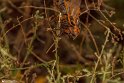 Talab (2)