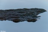 VorazG (16)