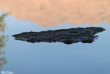 VorazG (17)