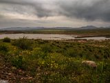 farrokhi-dam-eastern-iran-wild-poppies1.jpg