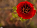 farrokhi-dam-eastern-iran-wild-poppies21.jpg