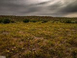 farrokhi-dam-eastern-iran-wild-poppies22.jpg
