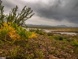 farrokhi-dam-eastern-iran-wild-poppies3.jpg