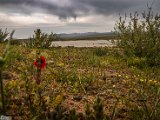 farrokhi-dam-eastern-iran-wild-poppies4.jpg