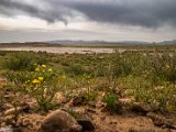 farrokhi-dam-eastern-iran-wild-poppies6.jpg