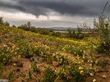 farrokhi-dam-eastern-iran-wild-poppies9.jpg